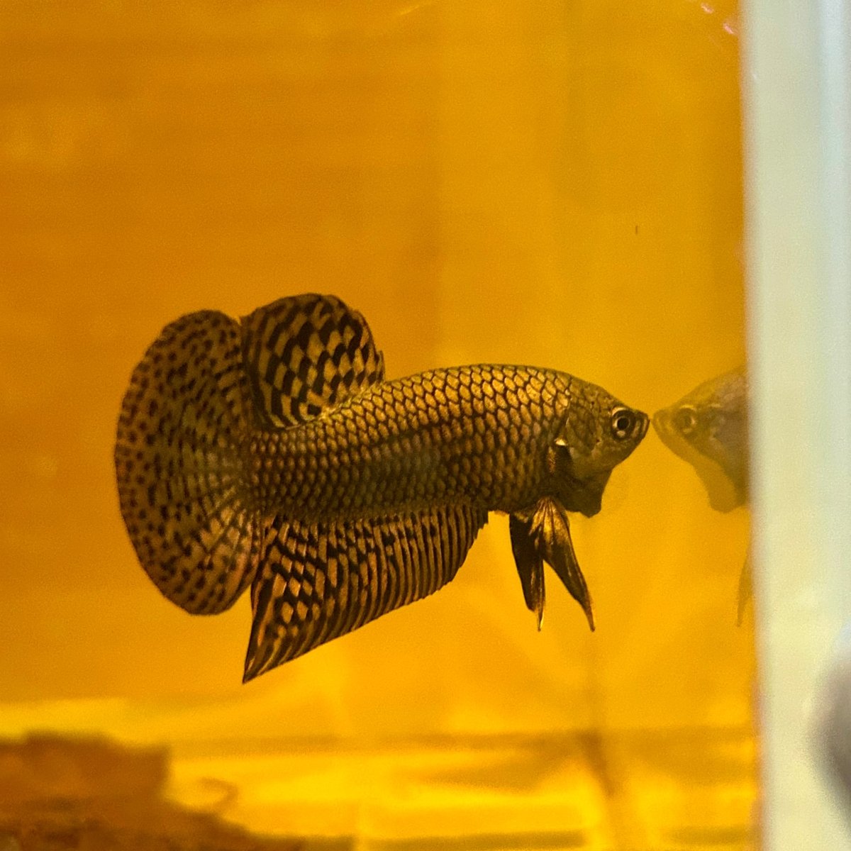 Wild Hybrid Alien Copper - Male Betta M127