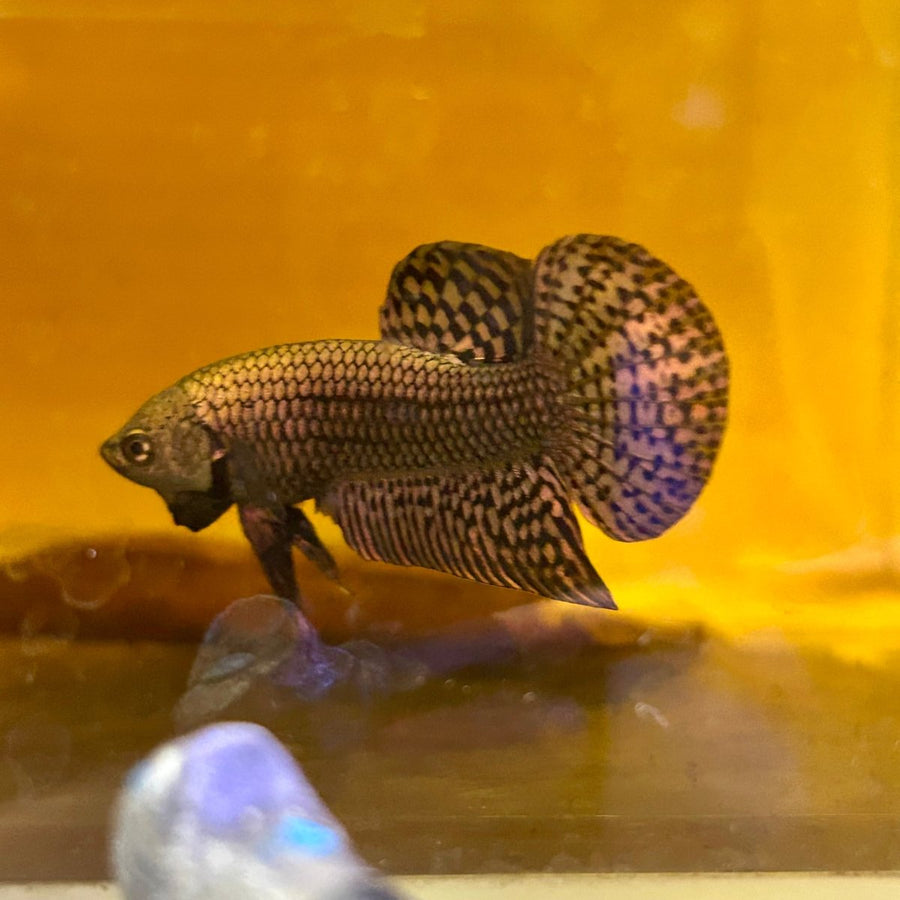 Wild Hybrid Alien Copper - Male Betta M127 Live Fish Male alien betta