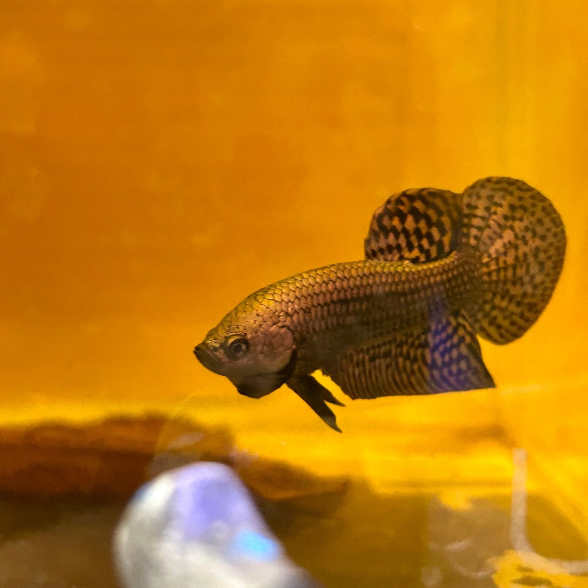 Wild Hybrid Alien Copper - Male Betta M127