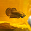 Wild Hybrid Alien Copper - Male Betta M127 Live Fish Male alien betta