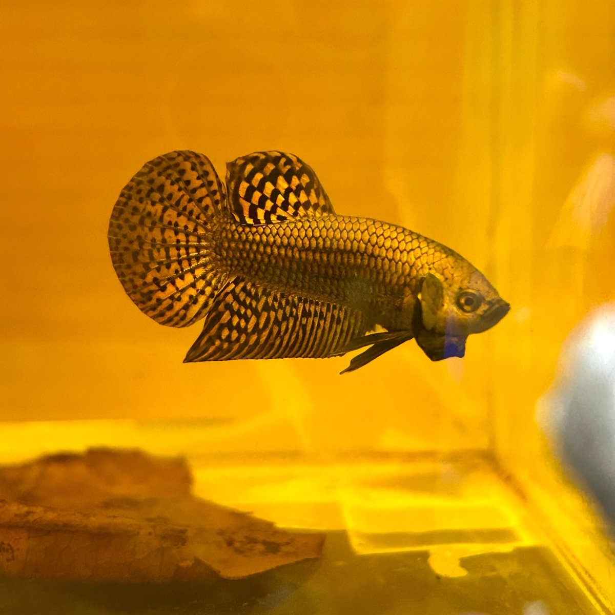 Wild Hybrid Alien Copper - Male Betta M127