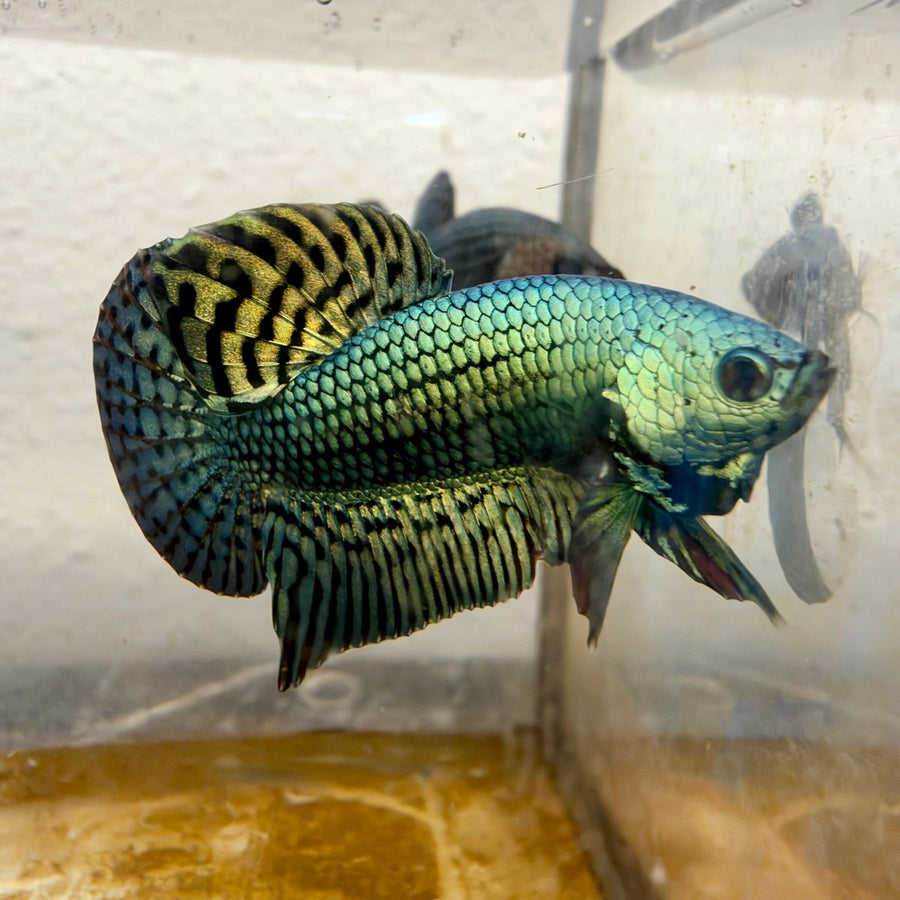 Wild Hybrid Alien Green Male Betta #132 Male betta