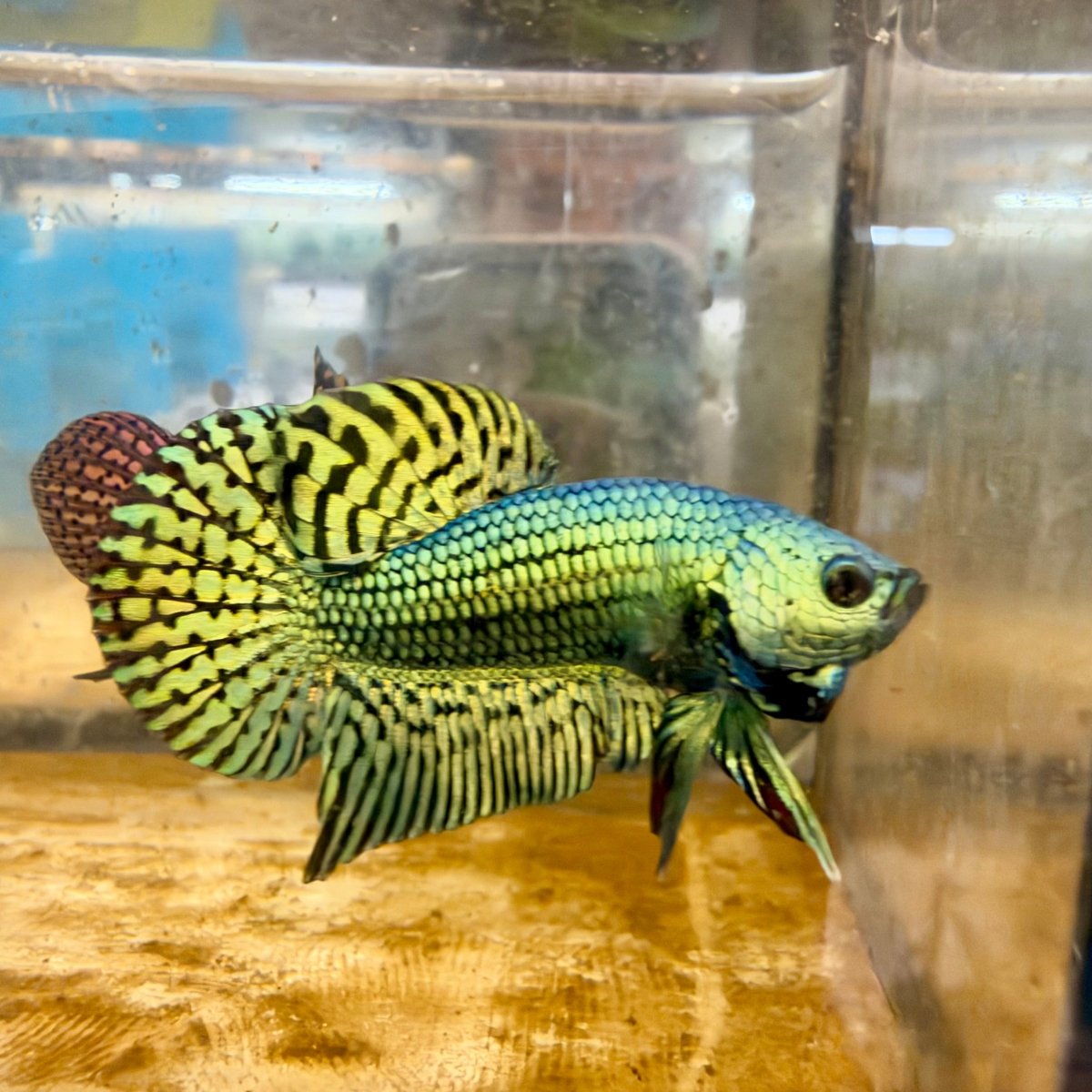 Betta macho verde híbrido salvaje S48