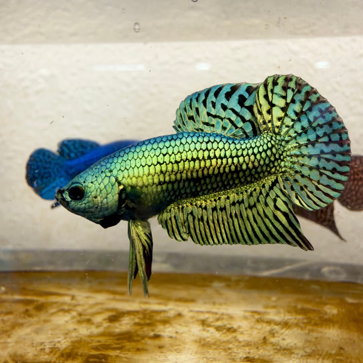 Betta macho verde híbrido salvaje S48