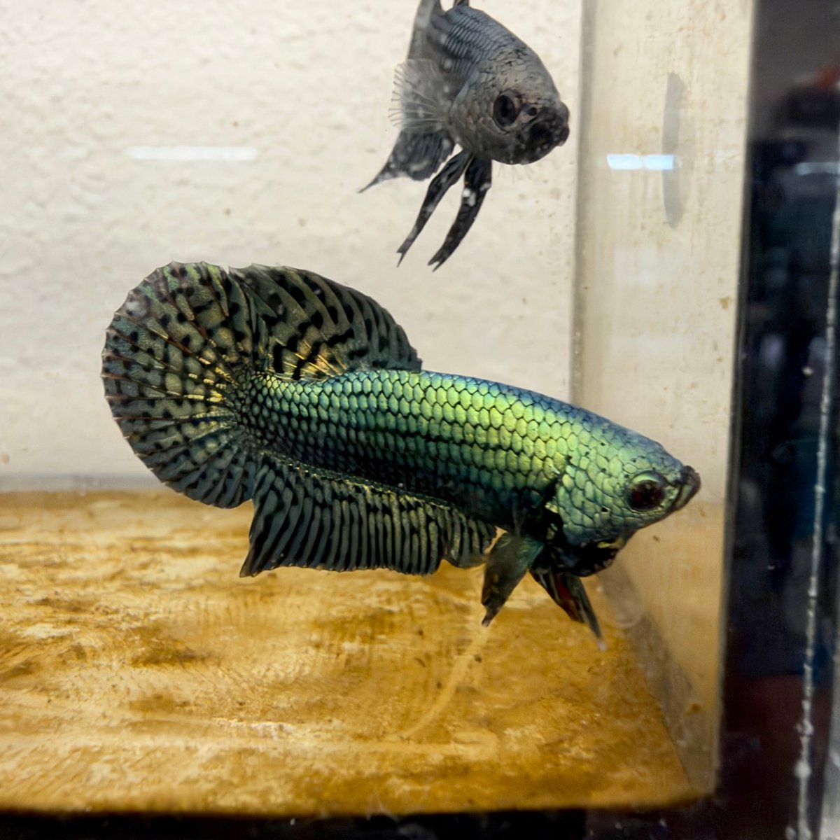 Betta macho verde híbrido salvaje S48