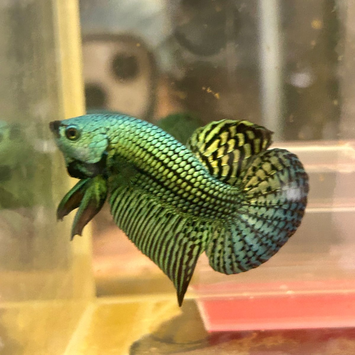 Wild Hybrid Alien Green Male Betta