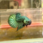 Wild Hybrid Alien Green Male Betta A19 Male betta