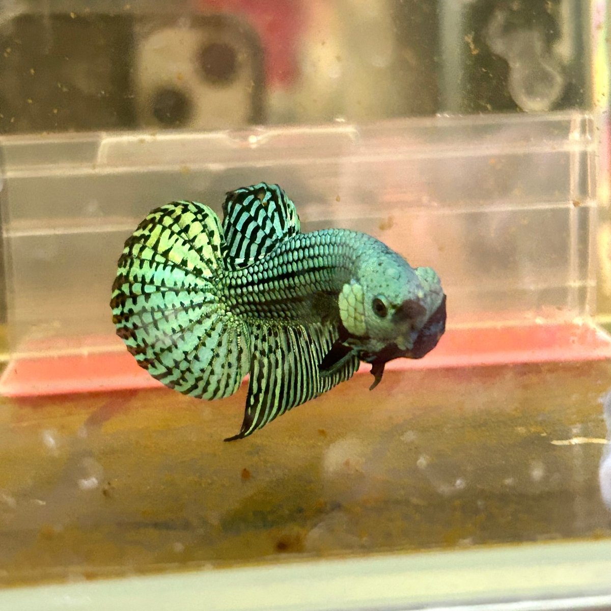 Wild Hybrid Alien Green Male Betta