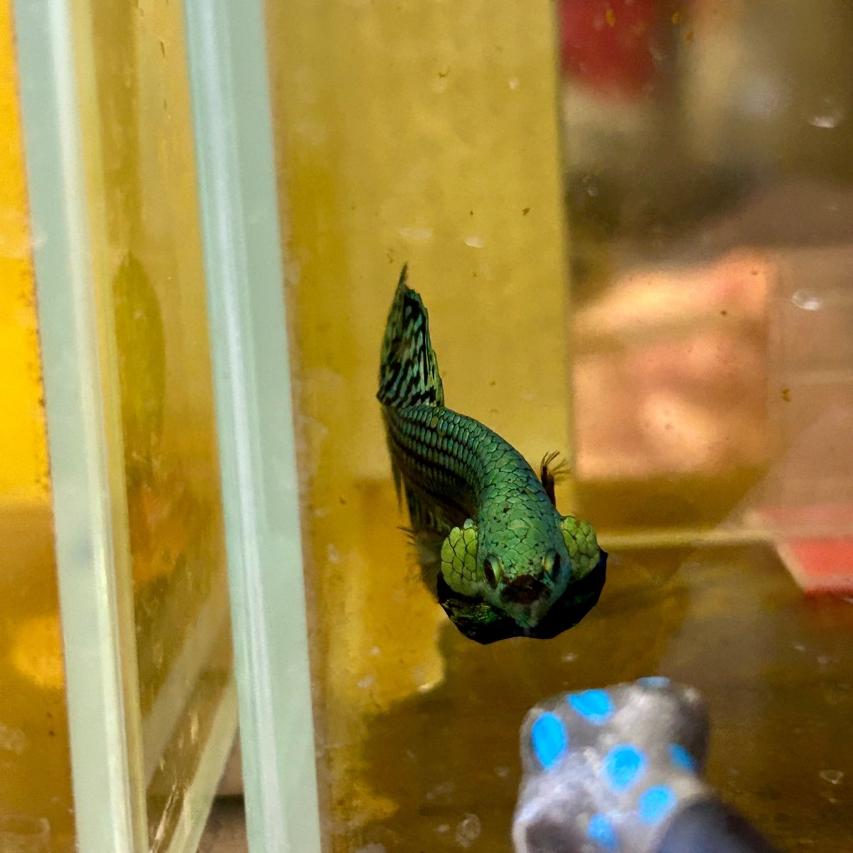 Wild Hybrid Alien Green Male Betta