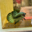Wild Hybrid Alien Green Male Betta A19 Male betta