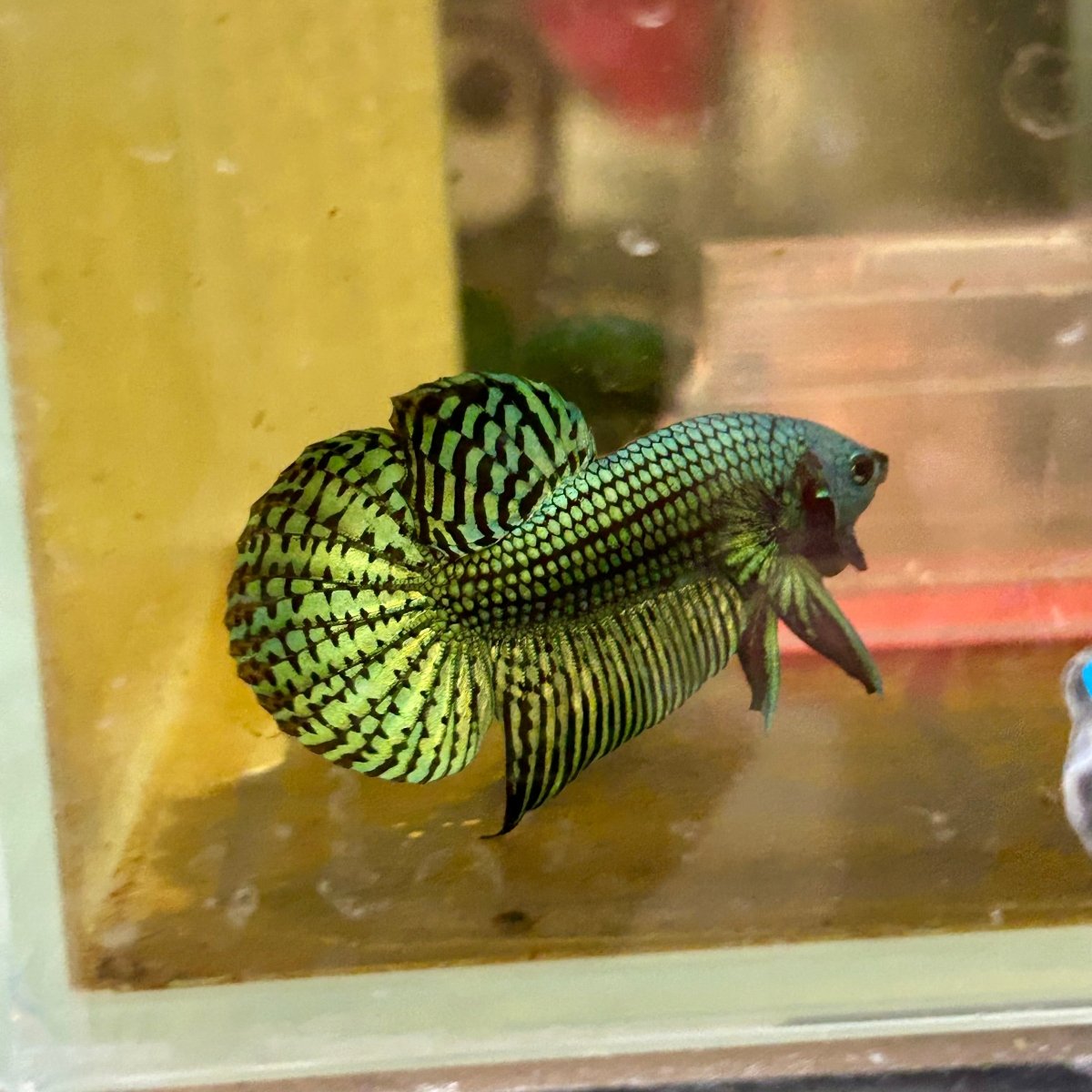 Wild Hybrid Alien Green Male Betta