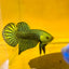 Wild Hybrid Alien Green Male Betta S48 Male betta