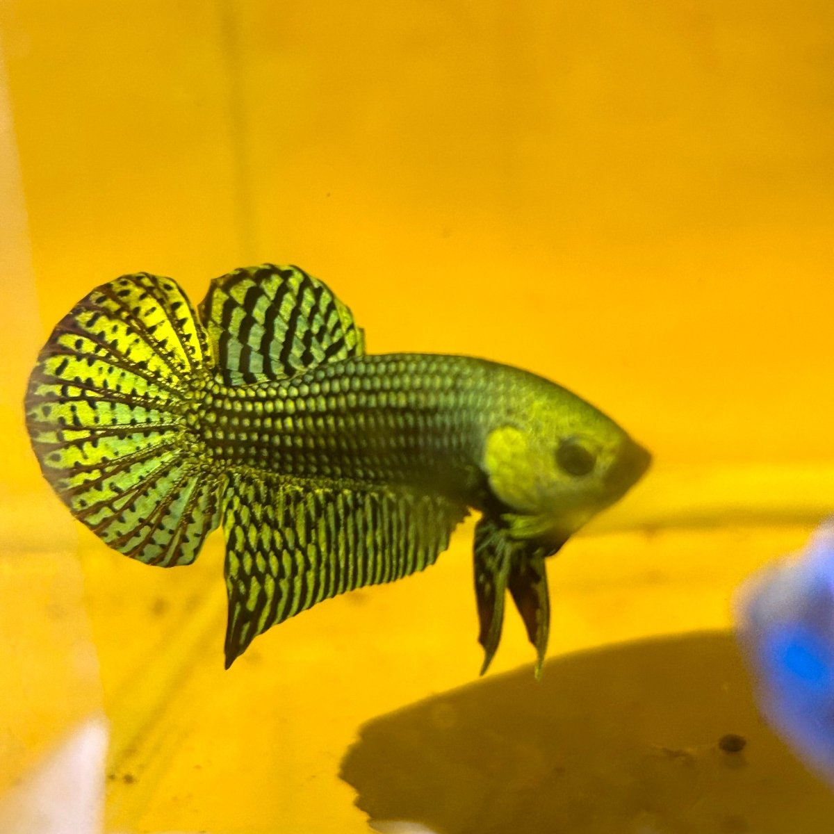 Wild Hybrid Alien Green Male Betta S48