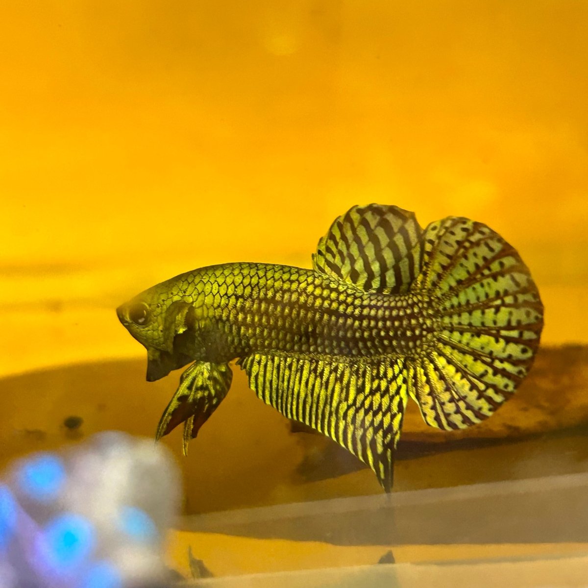 Wild Hybrid Alien Green Male Betta S48