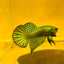 Wild Hybrid Alien Green Male Betta S48 Male betta