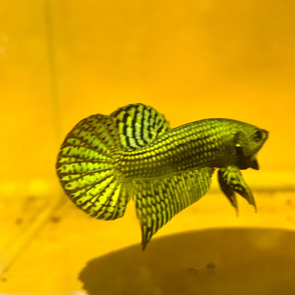 Wild Hybrid Alien Green Male Betta S48