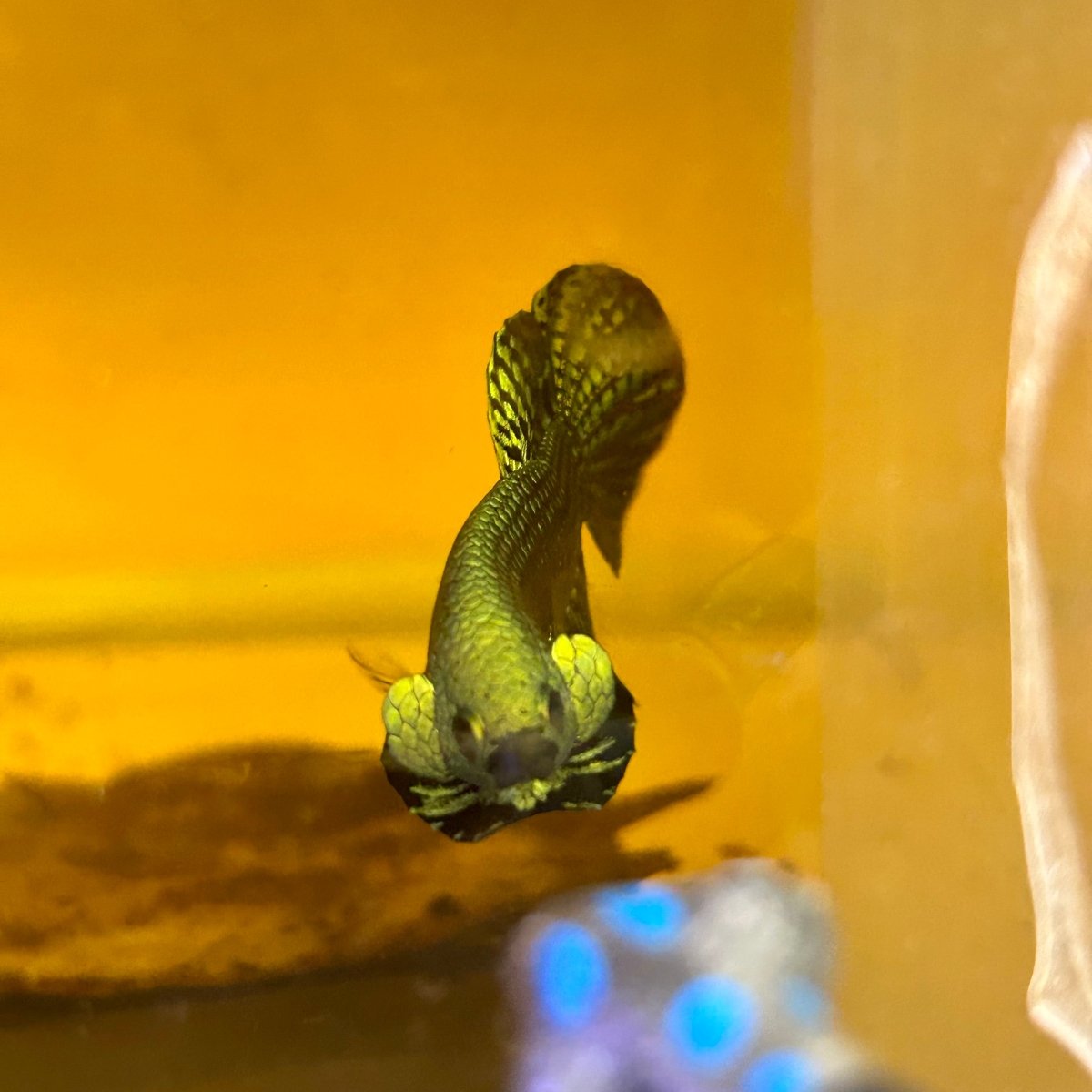 Wild Hybrid Alien Green Male Betta S48