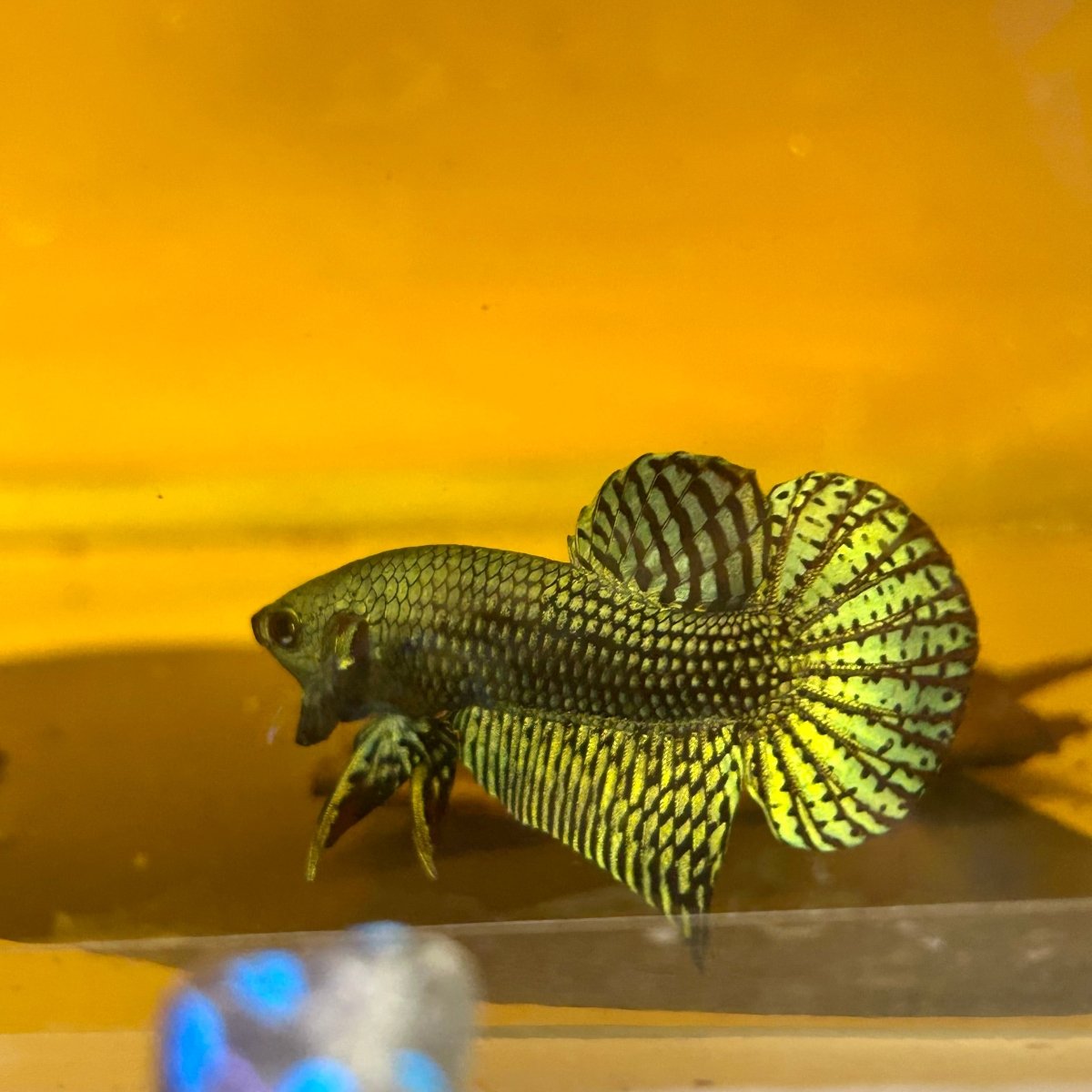 Wild Hybrid Alien Green Male Betta S48