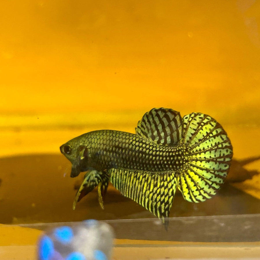 Wild Hybrid Alien Green Male Betta S48 Male betta