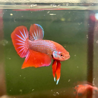 Wild Hybrid Alien Splenden - Male Betta S27