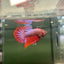 Wild Hybrid Alien Splenden - Male Betta S27