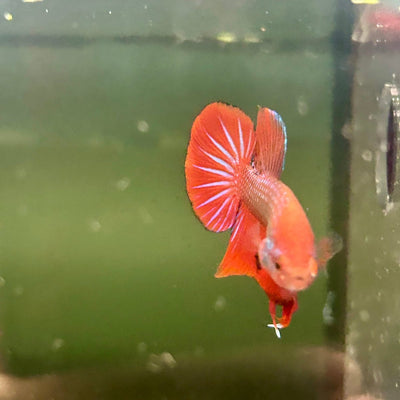 Wild Hybrid Alien Splenden - Male Betta S27