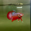 Wild Hybrid Alien Splenden - Male Betta S27