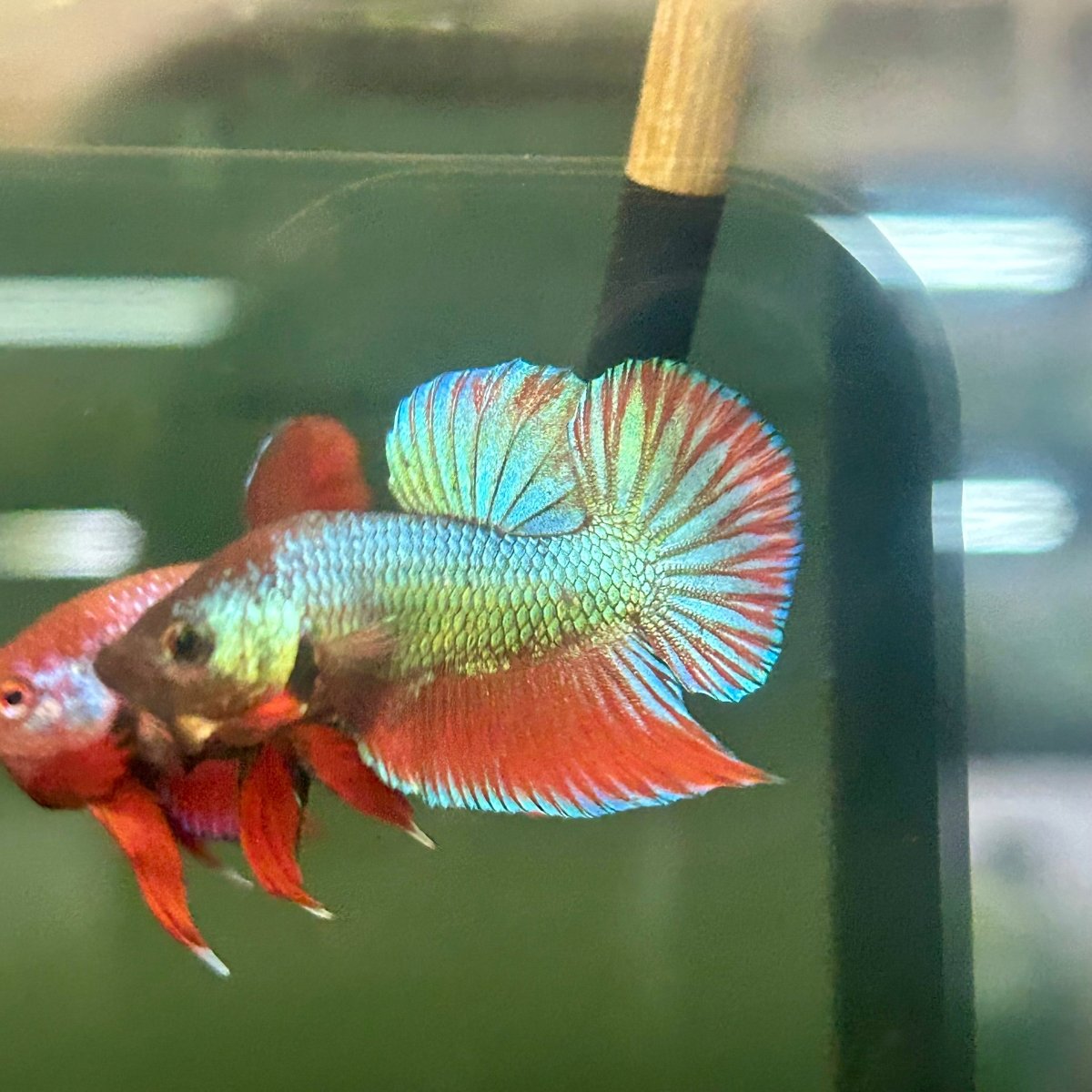 Wild Hybrid Green Splenden Male Betta S11
