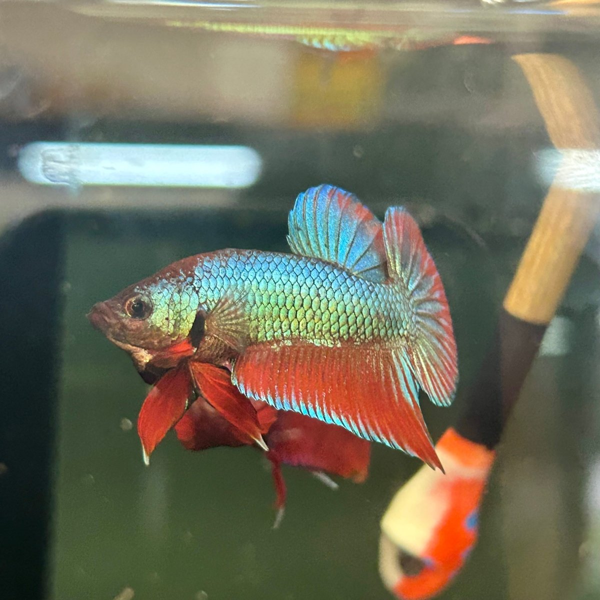 Wild Hybrid Green Splenden Male Betta S11