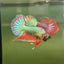 Wild Hybrid Green Splenden Male Betta S11