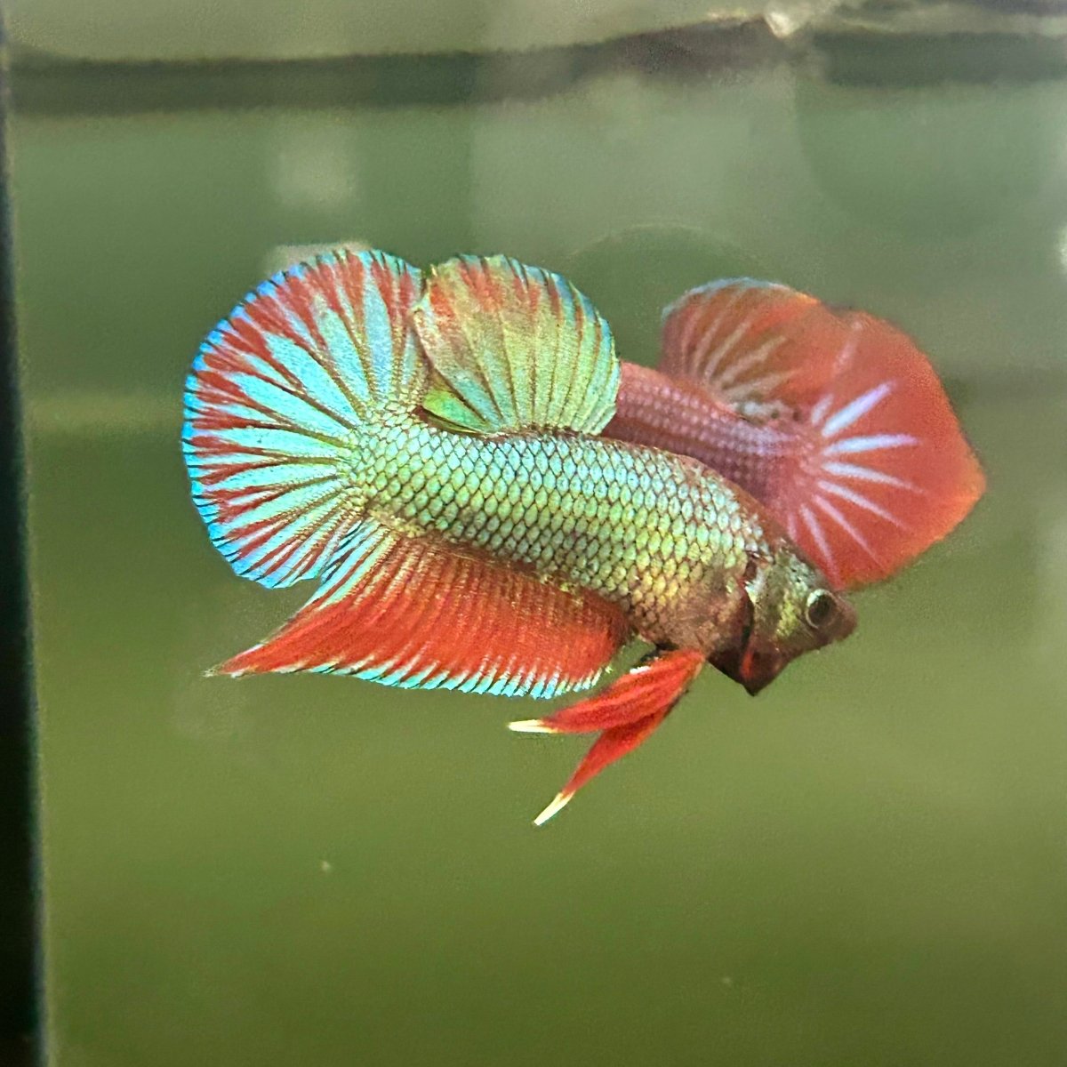 Wild Hybrid Green Splenden Male Betta S11