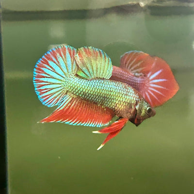 Wild Hybrid Green Splenden Male Betta S11