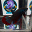 Wild Imbellis A22 Plakat - Male Betta