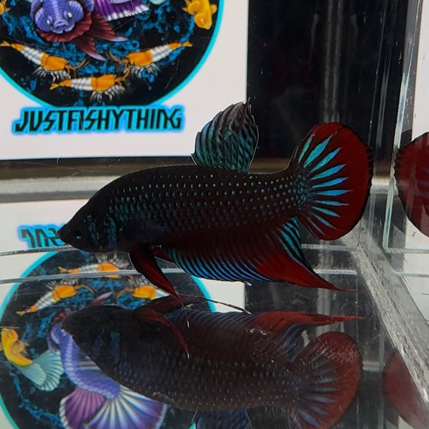 Wild Imbellis A22 Plakat - Male Betta