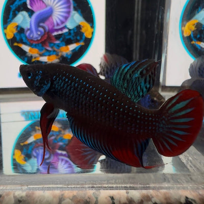 Wild Imbellis A22 Plakat - Male Betta