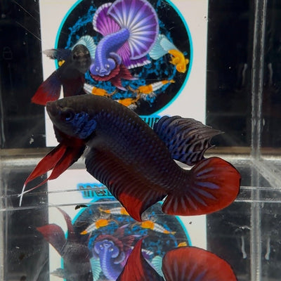 Wild Imbellis A23 Plakat - Male Betta