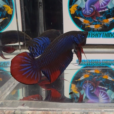 Wild Imbellis A23 Plakat - Male Betta