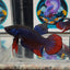 Wild Imbellis A23 Plakat - Male Betta