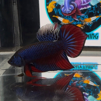 Wild Imbellis A57 Plakat - Male Betta