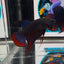 Wild Imbellis A59 Plakat - Male Betta