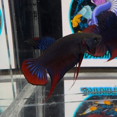 Wild Imbellis A59 Plakat - Male Betta
