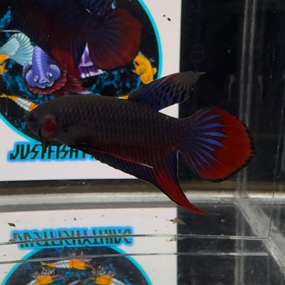 Wild Imbellis A59 Plakat - Male Betta