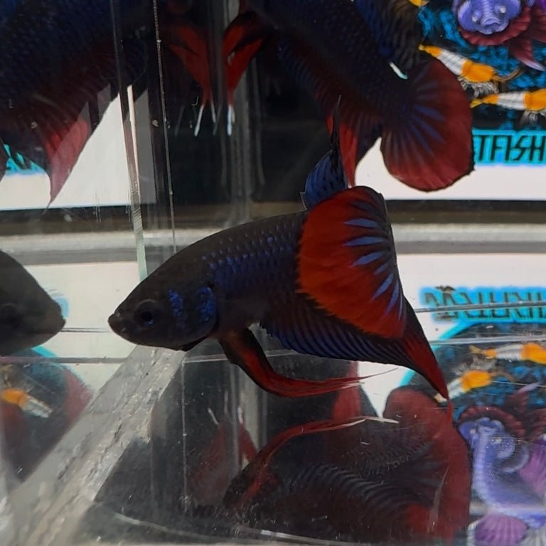 Wild Imbellis A59 Plakat - Male Betta