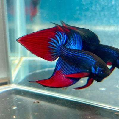 Wild Imbellis Blue Veil Tail - Male Betta 027