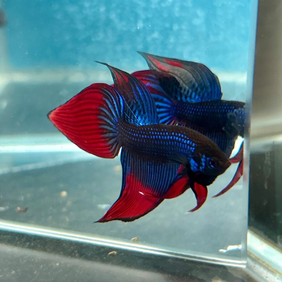 Wild Imbellis Blue Veil Tail - Male Betta 027