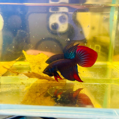 Wild Imbellis Blue Veil Tail - Male Betta