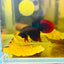 Wild Imbellis Blue Veil Tail - Male Betta