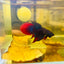 Wild Imbellis Blue Veil Tail - Male Betta