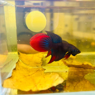 Wild Imbellis Blue Veil Tail - Male Betta