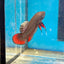 Wild Imbellis Copper - Male Betta 007